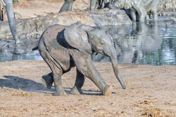 Fototapeta premium African elephant calf, Loxodonta africana, running next to a dam