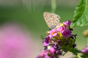 butterfly on flower