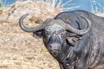 Cape buffalo looking towards the camera