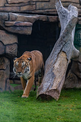Tiger resting in the grass, nature, wild animals.
