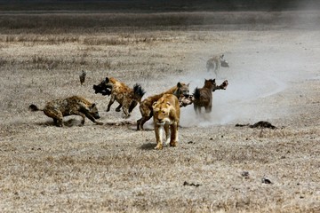 Beautiful shot of the lion walking back with hyenas eating the pray
