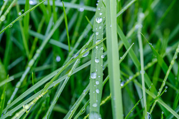 green grass with dew drops and blur background