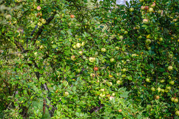 Fototapeta na wymiar green apples in autumn garden