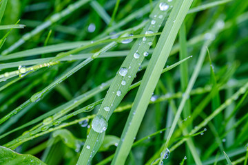 green grass with dew drops and blur background