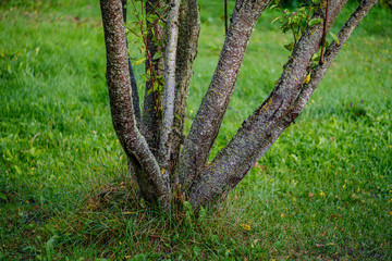 large isolated tree trunks in green forest