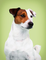 dog breed Jack Russell Terrier looks