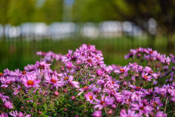 purple violet autumn flowers with green blur background