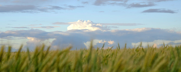 Wheat field and blue sky with white clouds