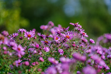 purple violet autumn flowers with green blur background