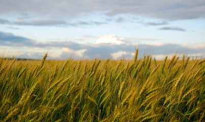 Wheat field and blue sky with white clouds