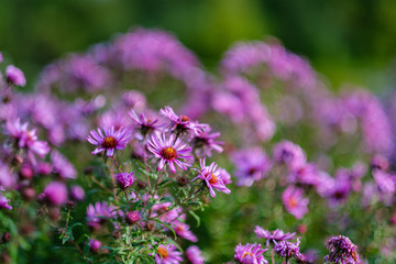 Naklejka premium purple violet autumn flowers with green blur background