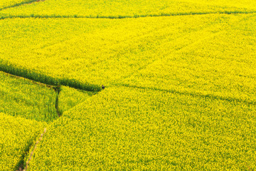 Aerial view of mustard flowers fields in full bloom.