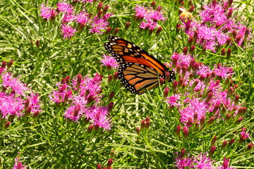 Monarch Butterfly Resting on a Flower - Danaus Plexippus