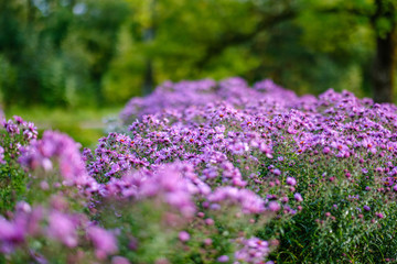 Fototapeta premium purple violet autumn flowers with green blur background