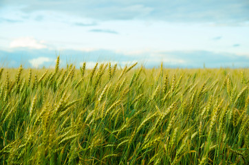 Wheat field and blue sky with white clouds