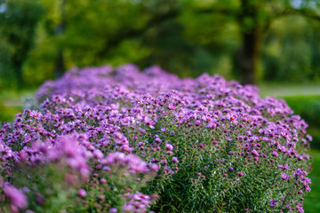 Obraz premium purple violet autumn flowers with green blur background