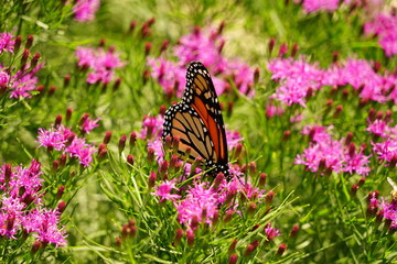 Monarch Butterfly Resting on a Flower - Danaus Plexippus