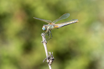 dragonfly on leaf