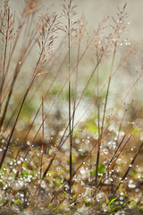 Close-up shot of wild grass with morning dew.