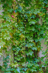 old countryside house window frame with glass and red grapevine vines