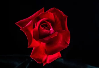 Fotobehang Red Rose on Black Background © barath