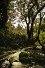 鳥取県・大山、木谷沢渓流