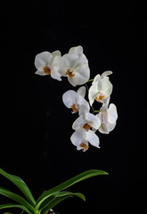 Fototapeta na wymiar White Orchid on Black Background