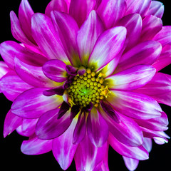 Purple Dahlia on Black Background