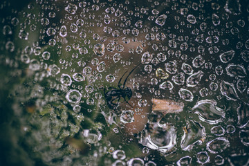 Beautiful Fall leaves with water drops after rain. Amazing Autumn colors. Blurred macro Fall foliage. Spider web closeup with rain drops on colorful Autumn leaves.
