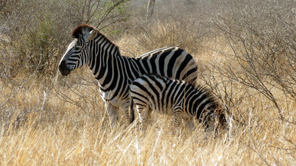 Animals