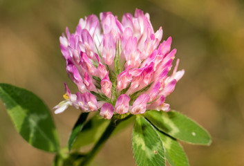 Pink flower with small petals