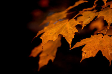 Fototapeta na wymiar autumn leaves on black background
