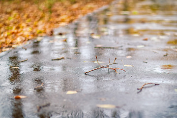 wet asphalt with yellow leaves, shot on a rainy October day