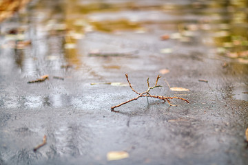 wet asphalt with yellow leaves, shot on a rainy October day