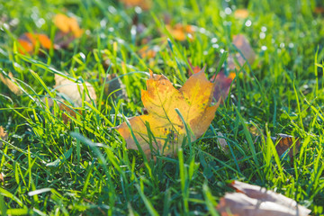 Golden morning sun rays on green grass in autumn. Beautiful nature background. Golden yellow orange red fallen leaves on lawn in autumn season.Fall leaves on meadow. seasonal sunny weather
