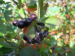 Black mountain ash is very fragrant