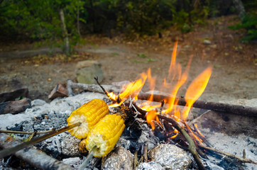 Two ears of corn roasting on the fire. The foil wrapped potatoes, which is prepared in the hot coals of the fire.