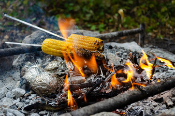 Two ears of corn roasting on the fire. The foil wrapped potatoes, which is prepared in the hot coals of the fire.