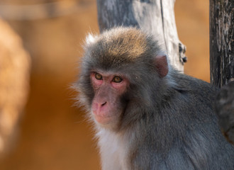 Portrait of a japanese macaque snow monkey