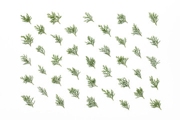 Fototapeta premium Shapes and lines with the fruits of the cypress