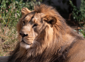 Fototapeta na wymiar Portrait lion basking in the warm sun after dinner