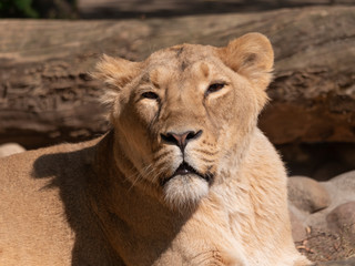 Portrait lioness basking in the warm sun after dinner
