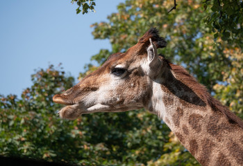 Beautiful giraffe stands tall on blue sky background