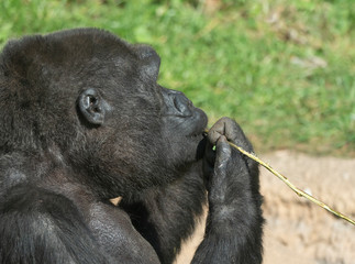 Mountain gorilla sits and eats a tree branch