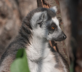 Ring-tailed Lemur Lemur catta sits under a tree and looks away