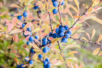 Blackthorn (Prunus spinosa) berries