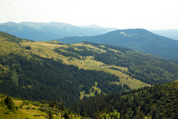 Fototapeta na wymiar Panoramic view of Carpathian Mountains. Beautiful landscape with green trees and pines. Beauty of nature.