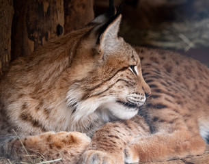 Lynx looks with predatory eyes from the shelter