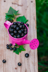 Fresh ripe blackcurrant scattered and one pink metal watering can on old wooden table