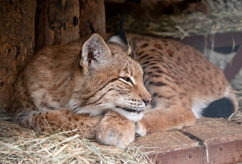 Lynx looks with predatory eyes from the shelter
